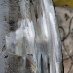 Mobile Alloy Wheel Repair Near